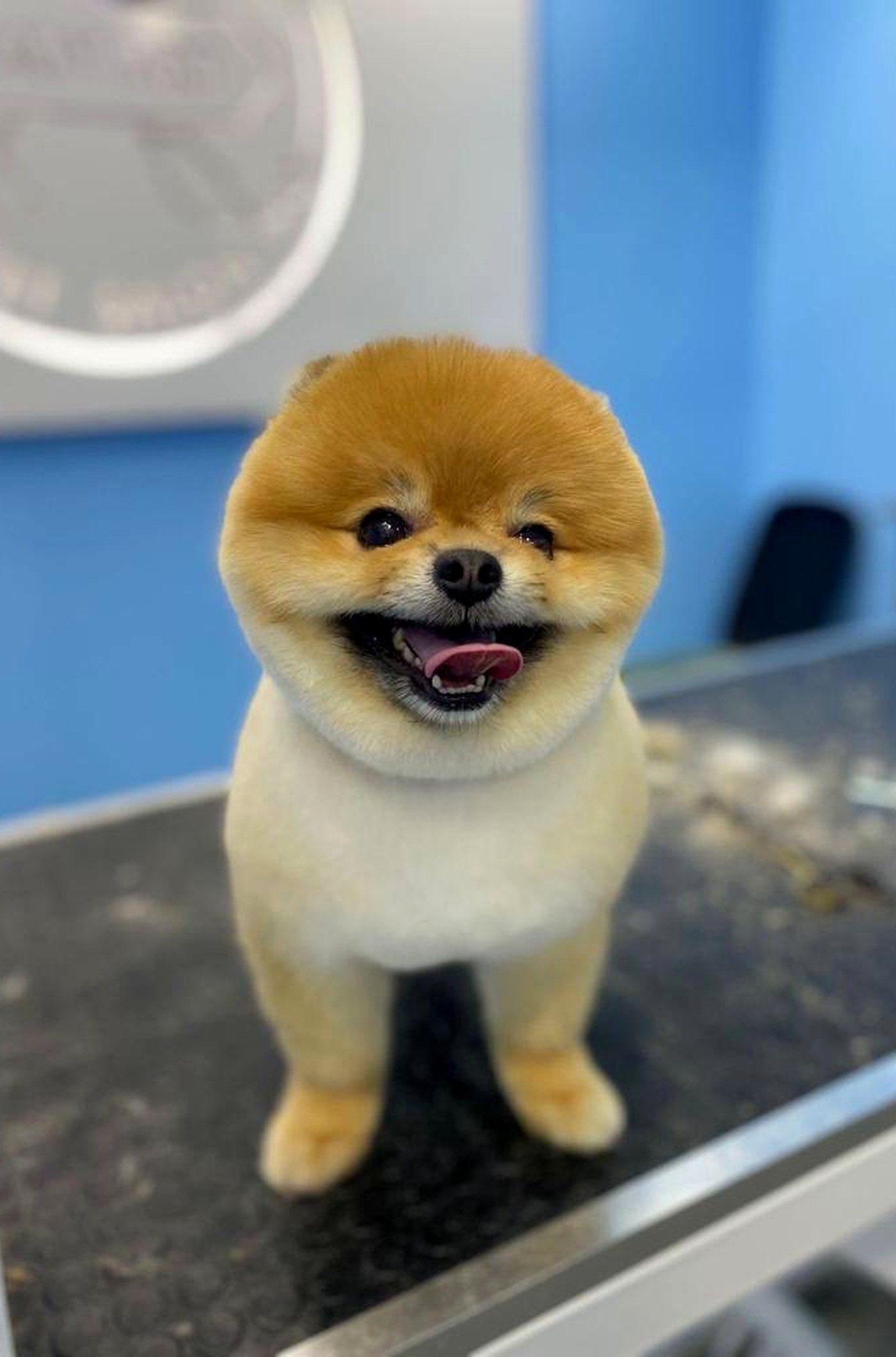 Mr. Crumb smiling after grooming, original photograph from the media kit