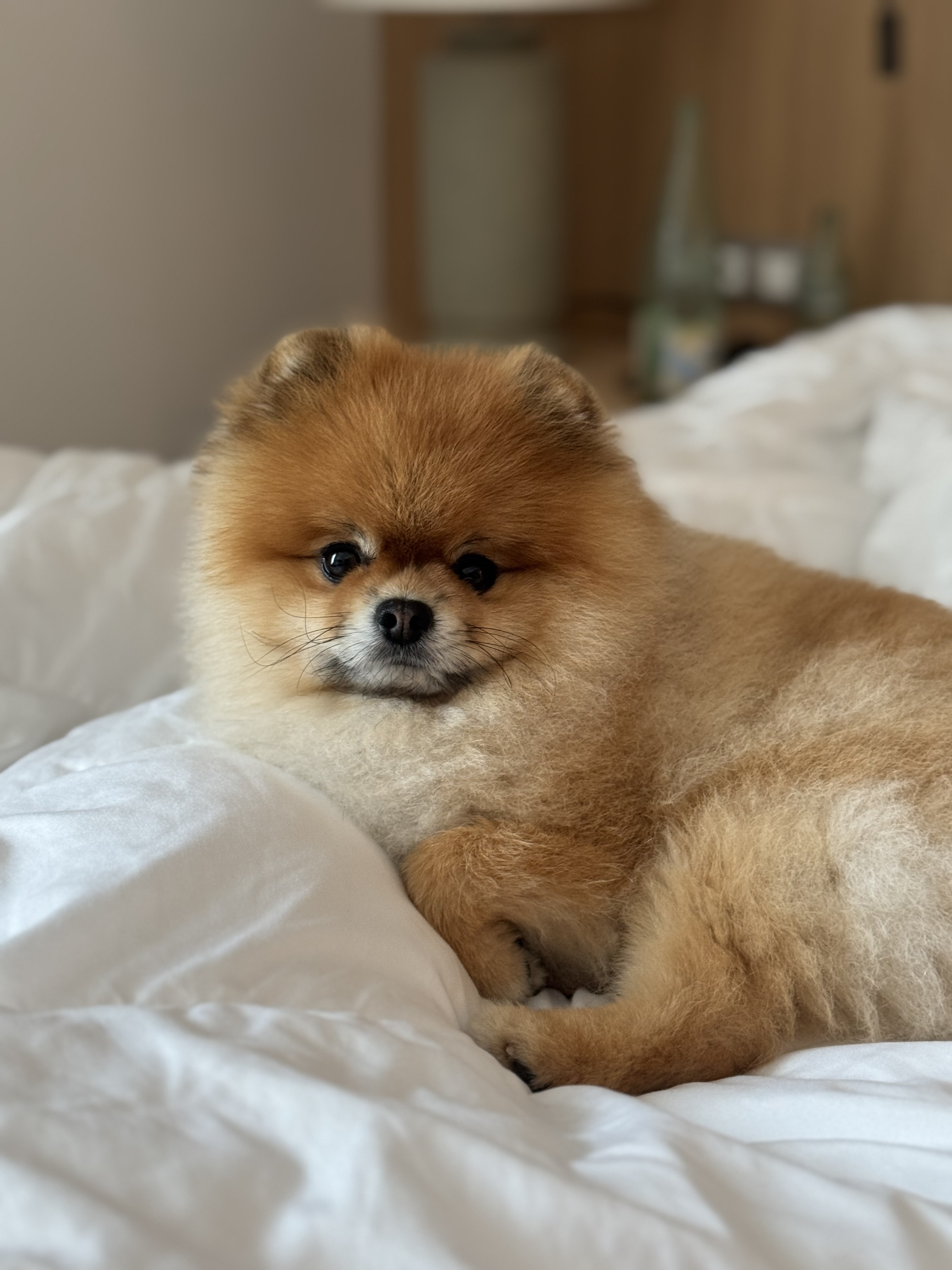 Mr. Crumb resting on a soft white duvet